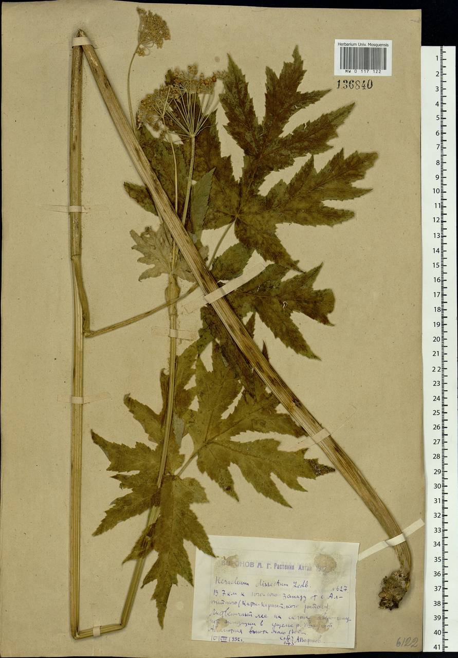 Heracleum dissectum Ledeb., Siberia, Western (Kazakhstan) Altai Mountains (S2a) (Kazakhstan)