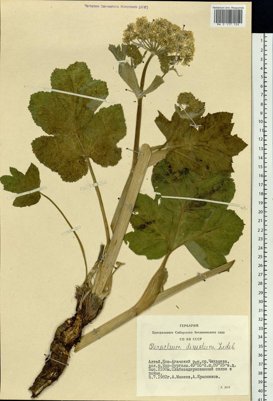Heracleum dissectum Ledeb., Siberia, Altai & Sayany Mountains (S2) (Russia)