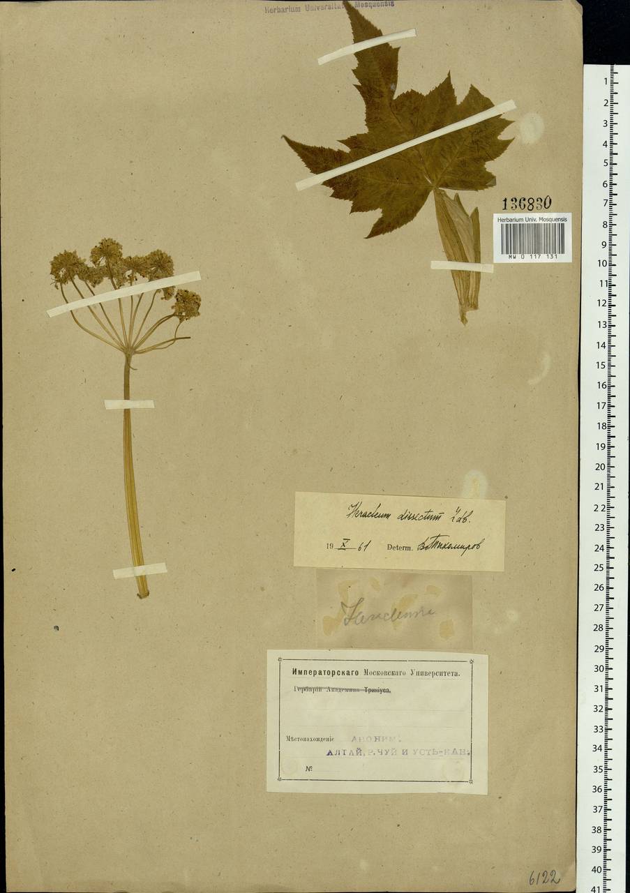 Heracleum dissectum Ledeb., Siberia, Altai & Sayany Mountains (S2) (Russia)