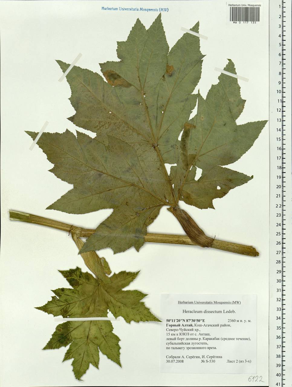 Heracleum dissectum Ledeb., Siberia, Altai & Sayany Mountains (S2) (Russia)