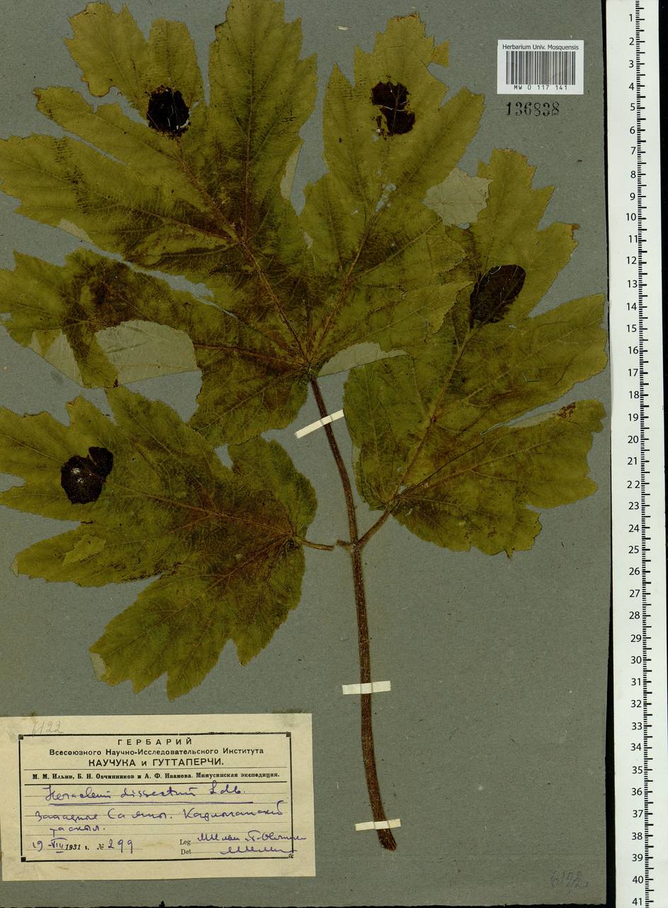 Heracleum dissectum Ledeb., Siberia, Altai & Sayany Mountains (S2) (Russia)