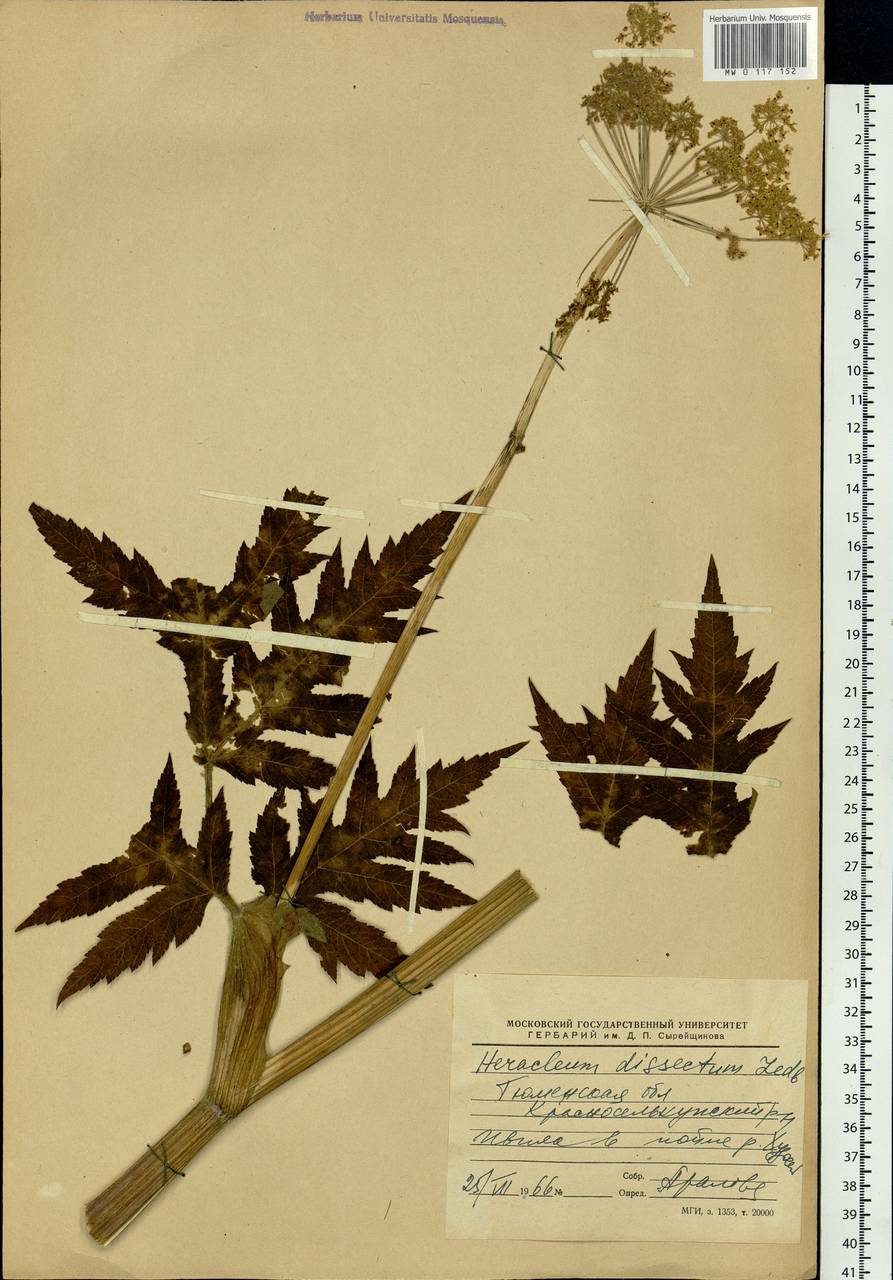 Heracleum dissectum Ledeb., Siberia, Western Siberia (S1) (Russia)