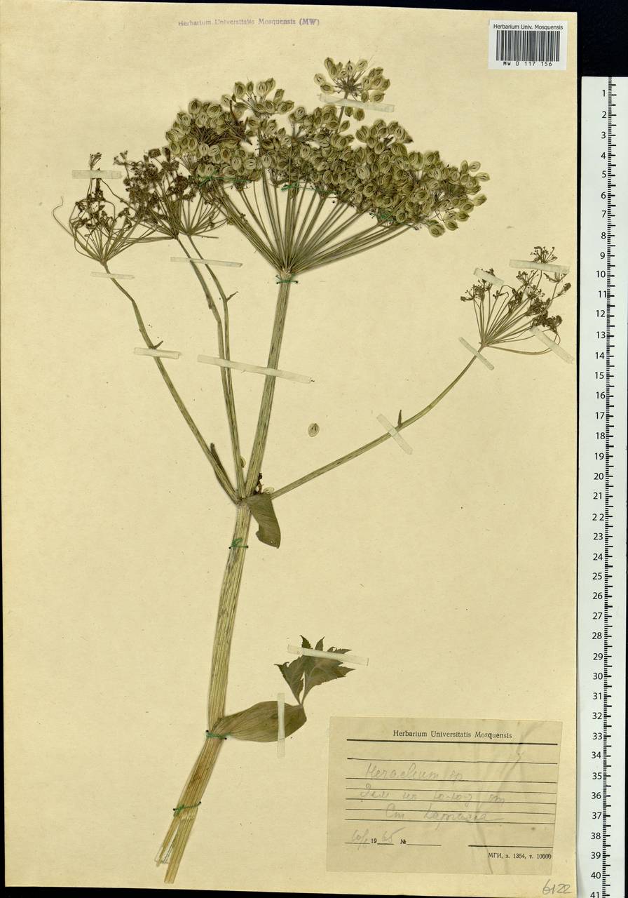 Heracleum, Siberia, Western Siberia (S1) (Russia)