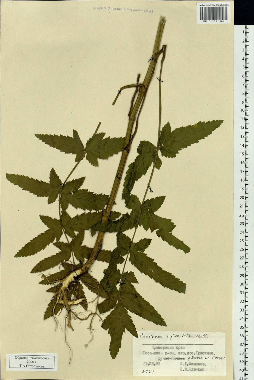 Pastinaca sativa var. sylvestris (Mill.) Mérat, Siberia, Russian Far East (S6) (Russia)