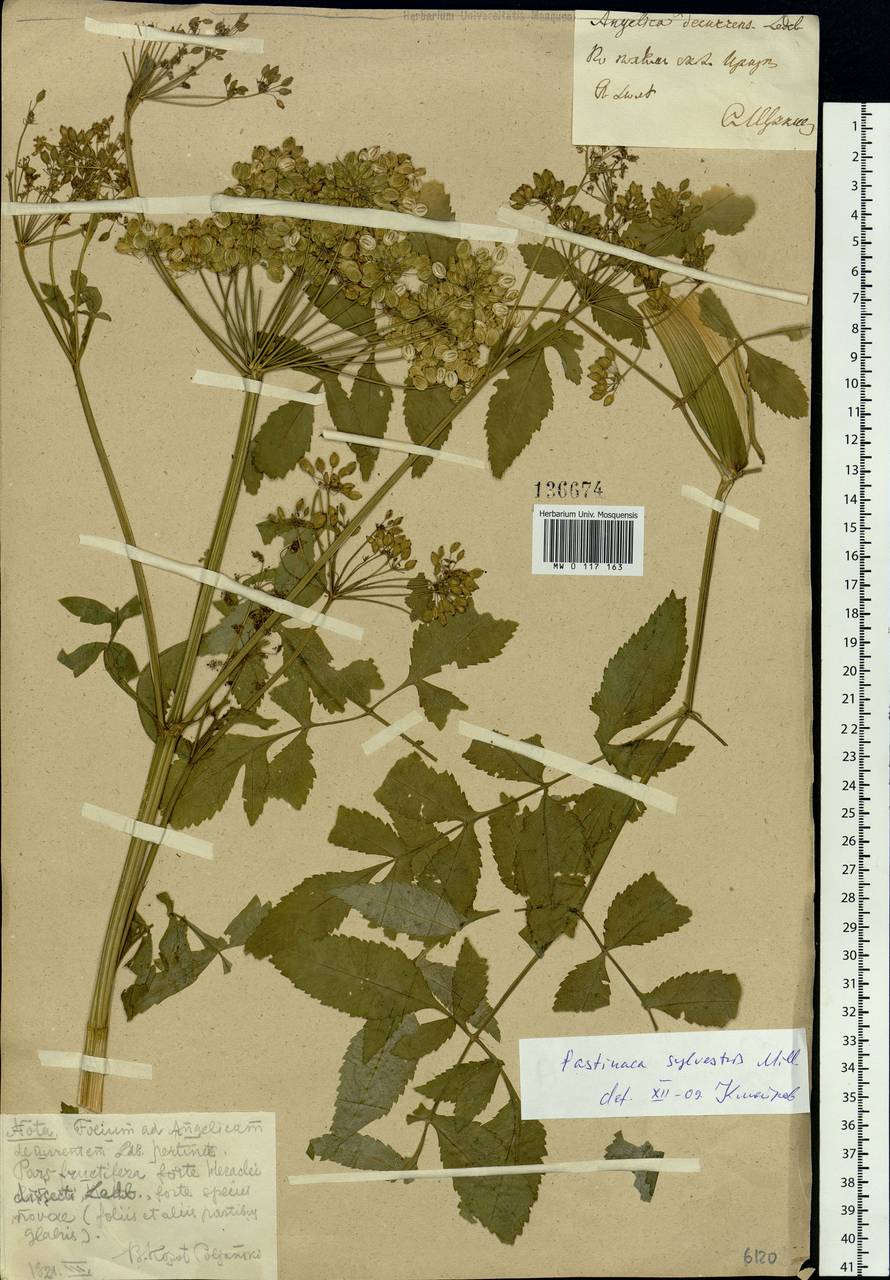 Pastinaca sativa var. sylvestris (Mill.) Mérat, Siberia, Baikal & Transbaikal region (S4) (Russia)