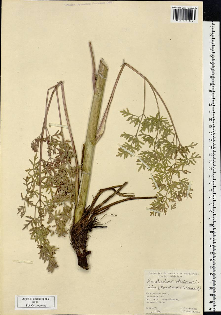 Xanthoselinum alsaticum (L.) Schur, Siberia, Western Siberia (S1) (Russia)