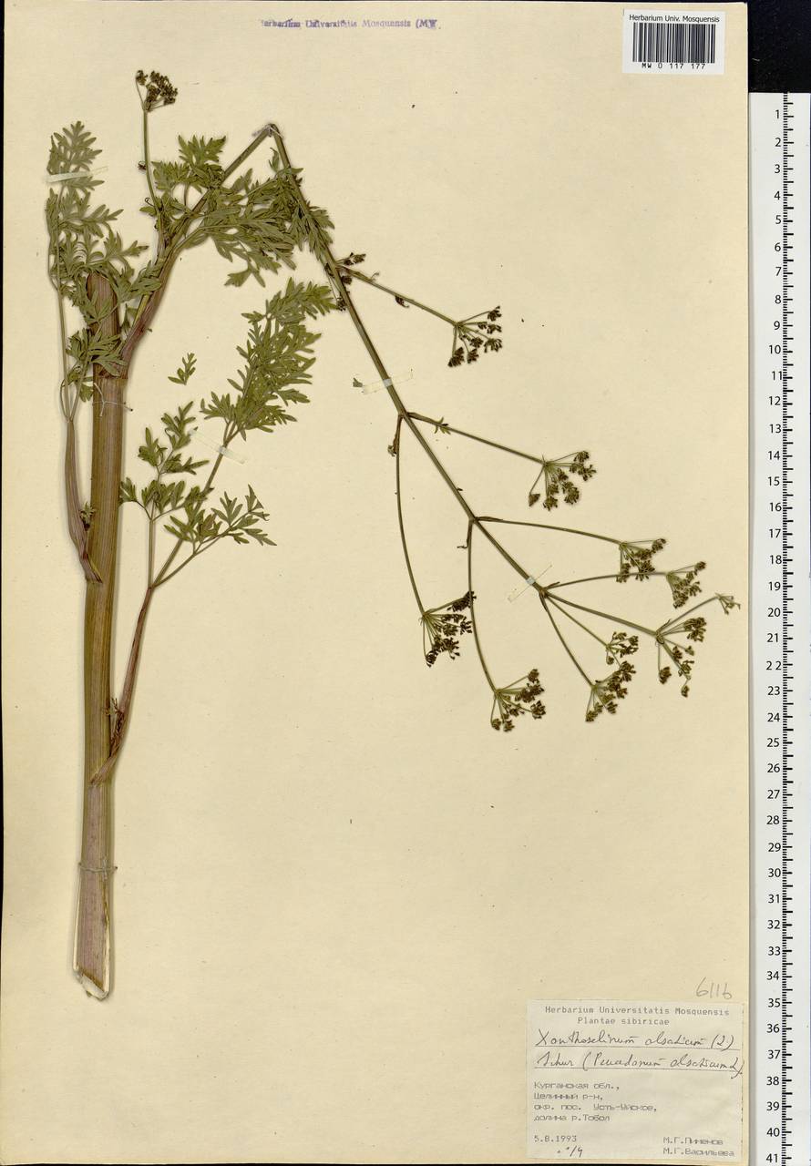 Xanthoselinum alsaticum (L.) Schur, Siberia, Western Siberia (S1) (Russia)
