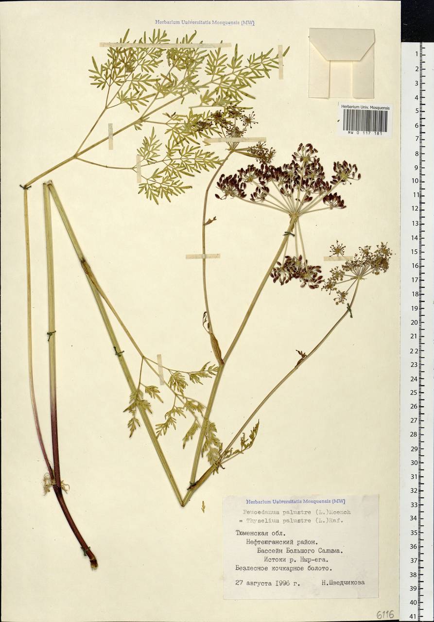 Thysselinum palustre (L.) Hoffm., Siberia, Western Siberia (S1) (Russia)