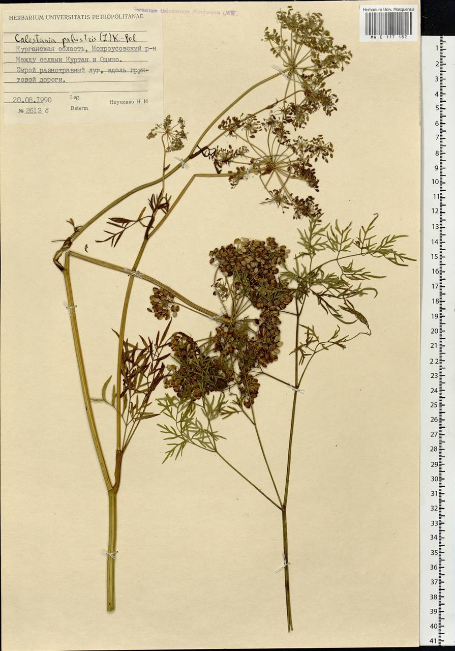 Thysselinum palustre (L.) Hoffm., Siberia, Western Siberia (S1) (Russia)