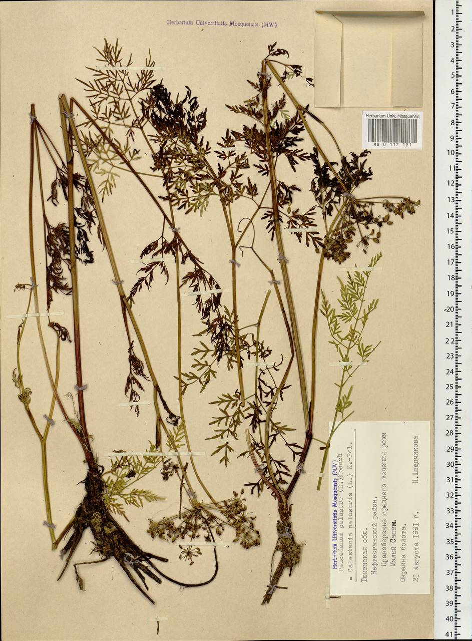 Thysselinum palustre (L.) Hoffm., Siberia, Western Siberia (S1) (Russia)