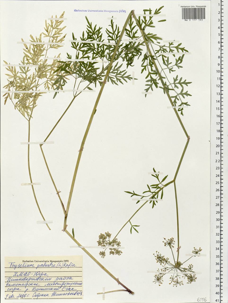 Thysselinum palustre (L.) Hoffm., Siberia, Western Siberia (S1) (Russia)