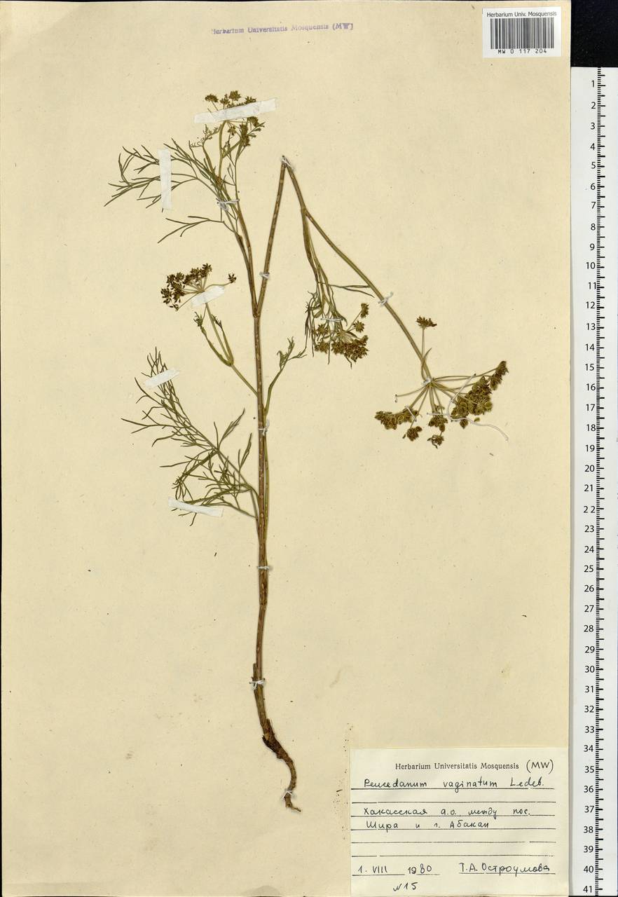 Peucedanum vaginatum Ledeb., Siberia, Altai & Sayany Mountains (S2) (Russia)