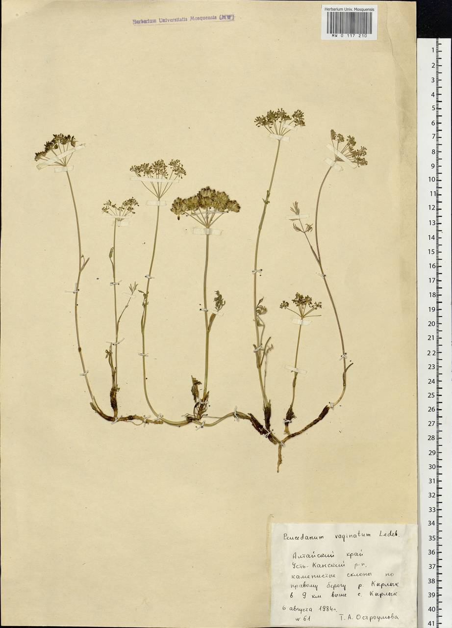 Peucedanum vaginatum Ledeb., Siberia, Altai & Sayany Mountains (S2) (Russia)