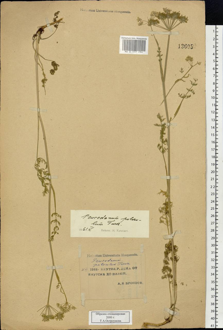 Peucedanum puberulum (Turcz.) Turcz. ex Schischk., Siberia, Yakutia (S5) (Russia)