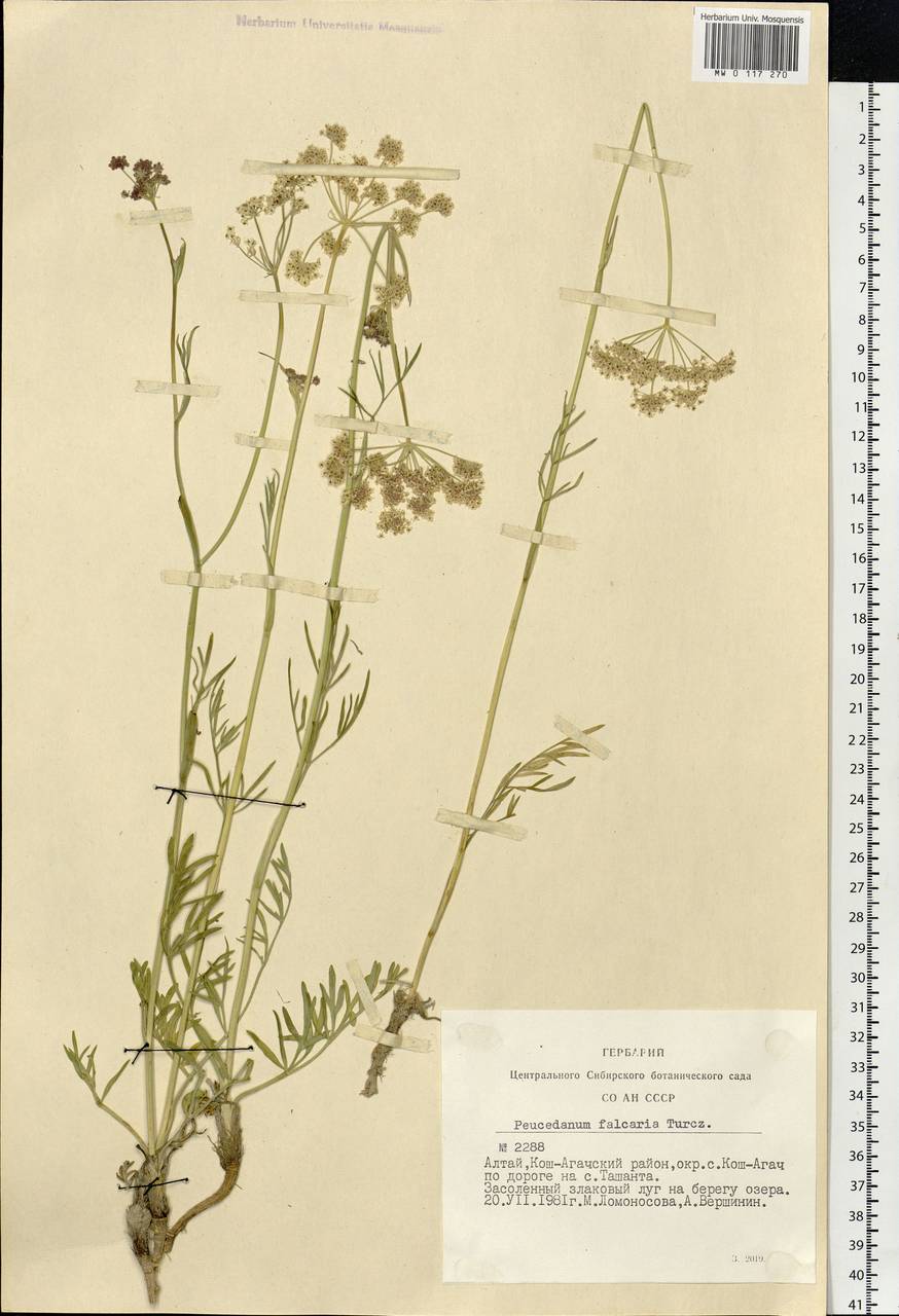 Haloselinum falcaria (Turcz.) Pimenov, Siberia, Altai & Sayany Mountains (S2) (Russia)