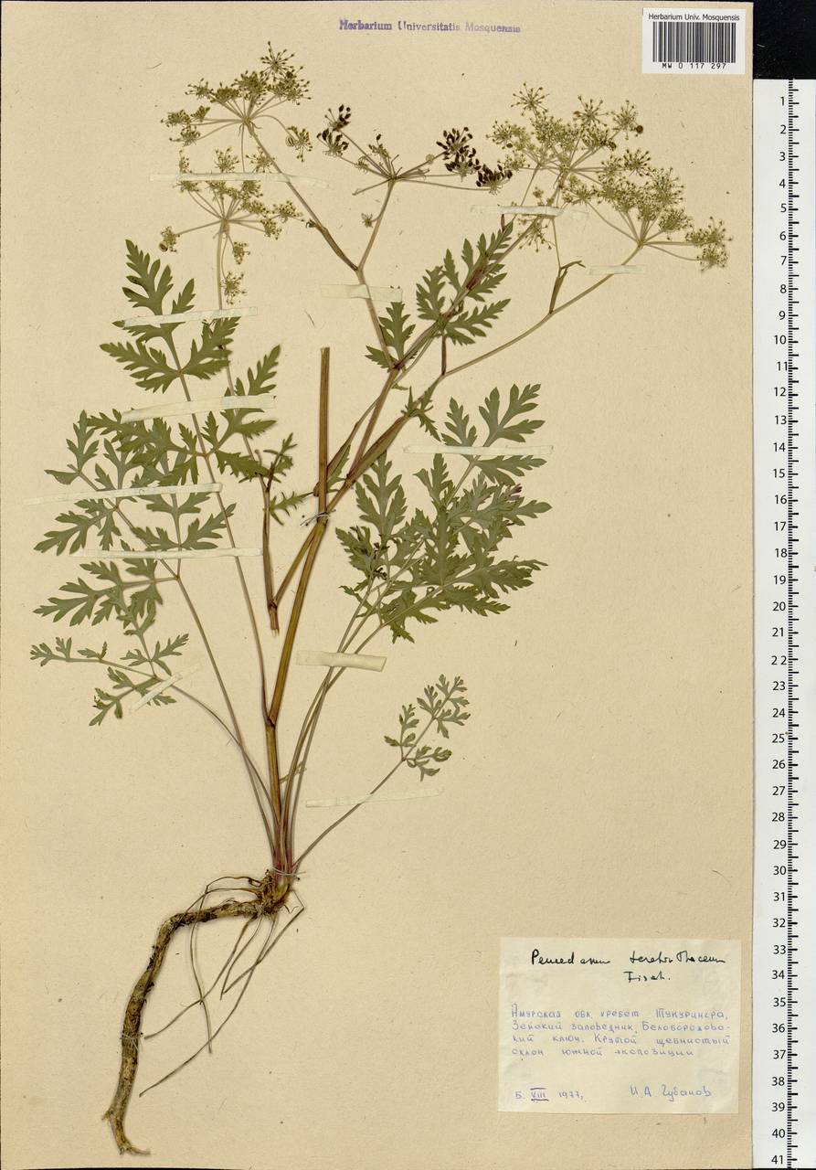 Kitagawia terebinthacea (Fisch. ex Spreng.) Pimenov, Siberia, Russian Far East (S6) (Russia)