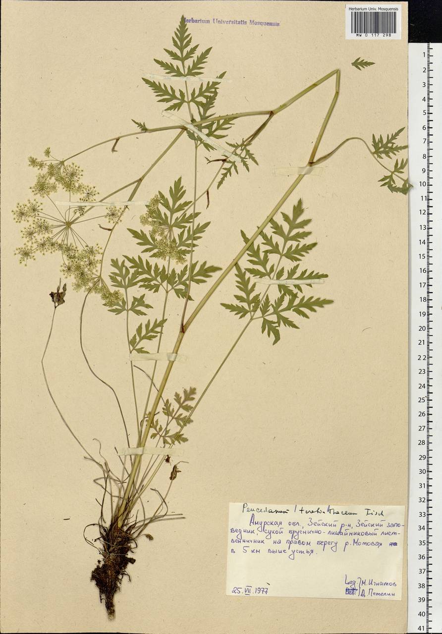 Kitagawia terebinthacea (Fisch. ex Spreng.) Pimenov, Siberia, Russian Far East (S6) (Russia)