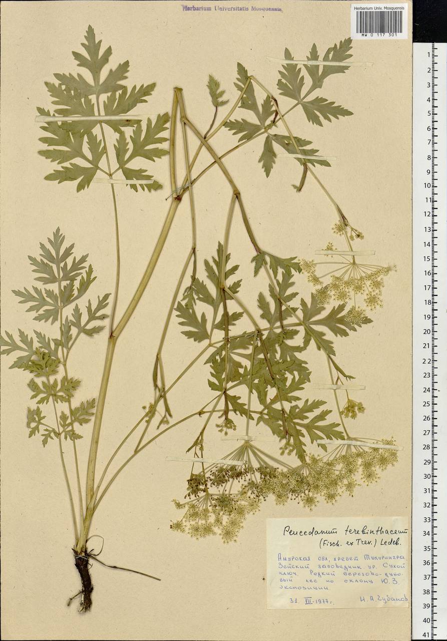 Kitagawia terebinthacea (Fisch. ex Spreng.) Pimenov, Siberia, Russian Far East (S6) (Russia)