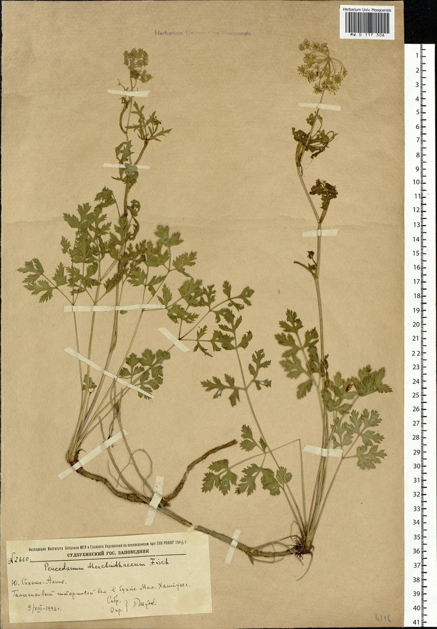 Kitagawia terebinthacea (Fisch. ex Spreng.) Pimenov, Siberia, Russian Far East (S6) (Russia)