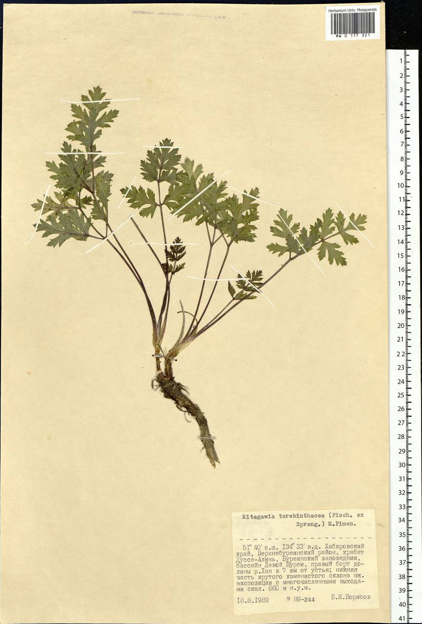 Kitagawia terebinthacea (Fisch. ex Spreng.) Pimenov, Siberia, Russian Far East (S6) (Russia)