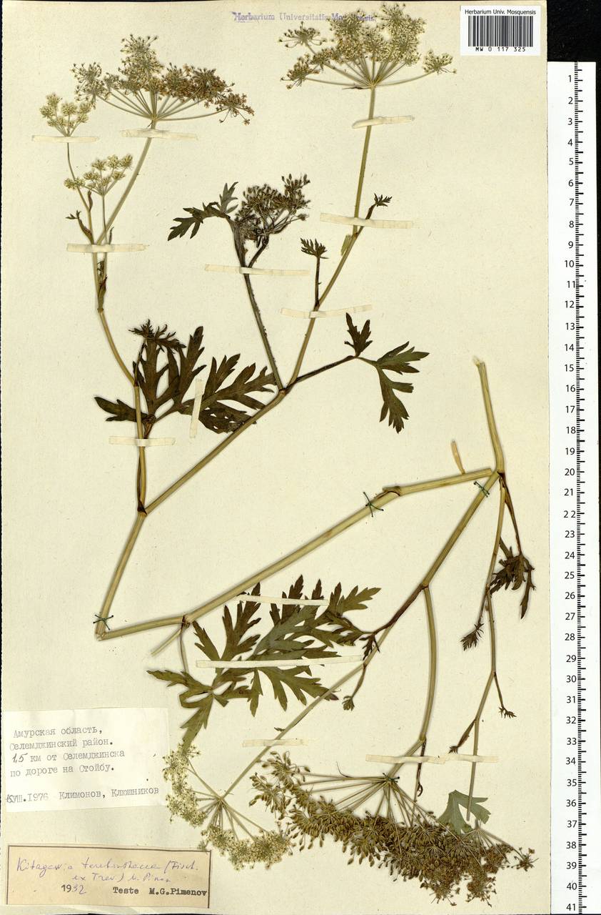 Kitagawia terebinthacea (Fisch. ex Spreng.) Pimenov, Siberia, Russian Far East (S6) (Russia)