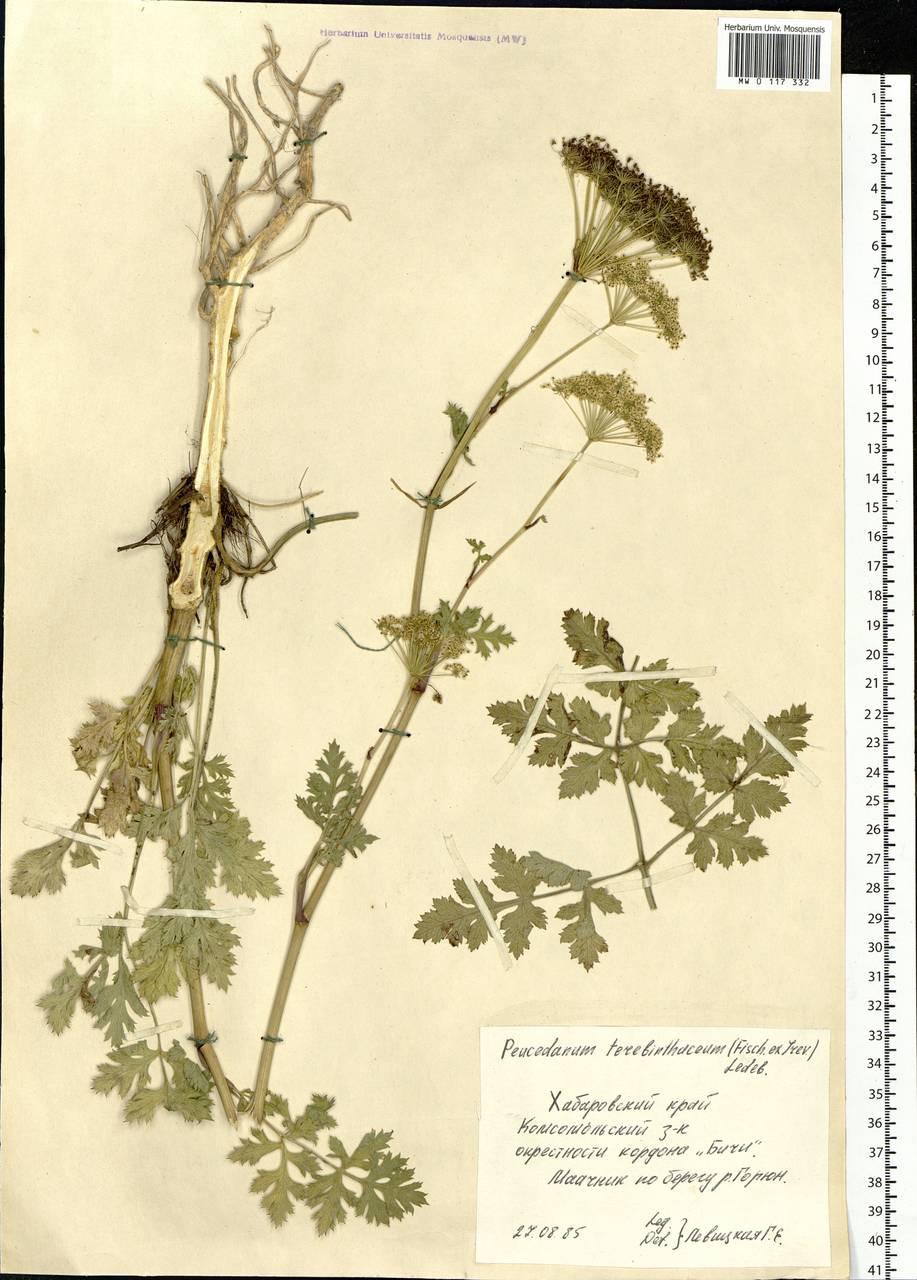 Kitagawia terebinthacea (Fisch. ex Spreng.) Pimenov, Siberia, Russian Far East (S6) (Russia)