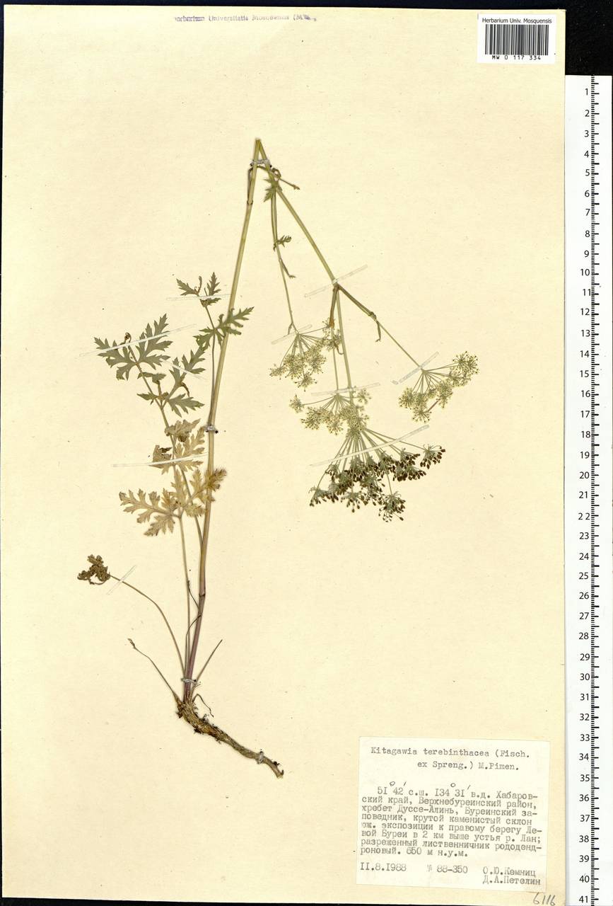 Kitagawia terebinthacea (Fisch. ex Spreng.) Pimenov, Siberia, Russian Far East (S6) (Russia)