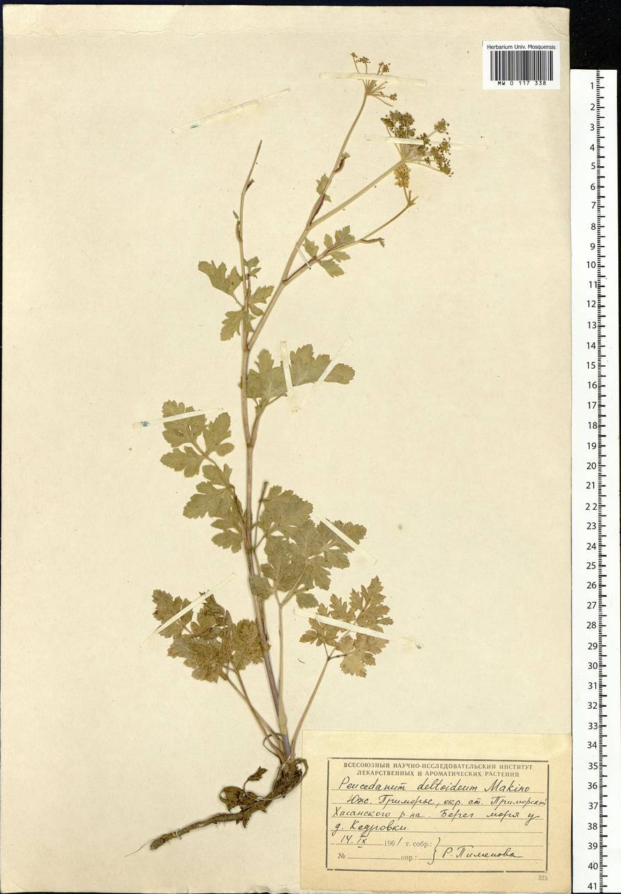 Kitagawia terebinthacea (Fisch. ex Spreng.) Pimenov, Siberia, Russian Far East (S6) (Russia)