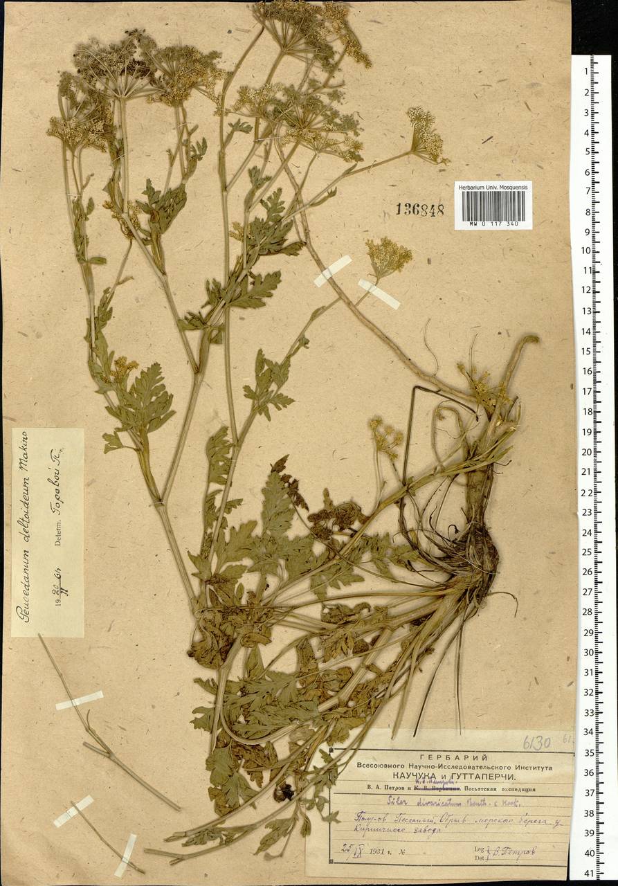 Kitagawia terebinthacea (Fisch. ex Spreng.) Pimenov, Siberia, Russian Far East (S6) (Russia)
