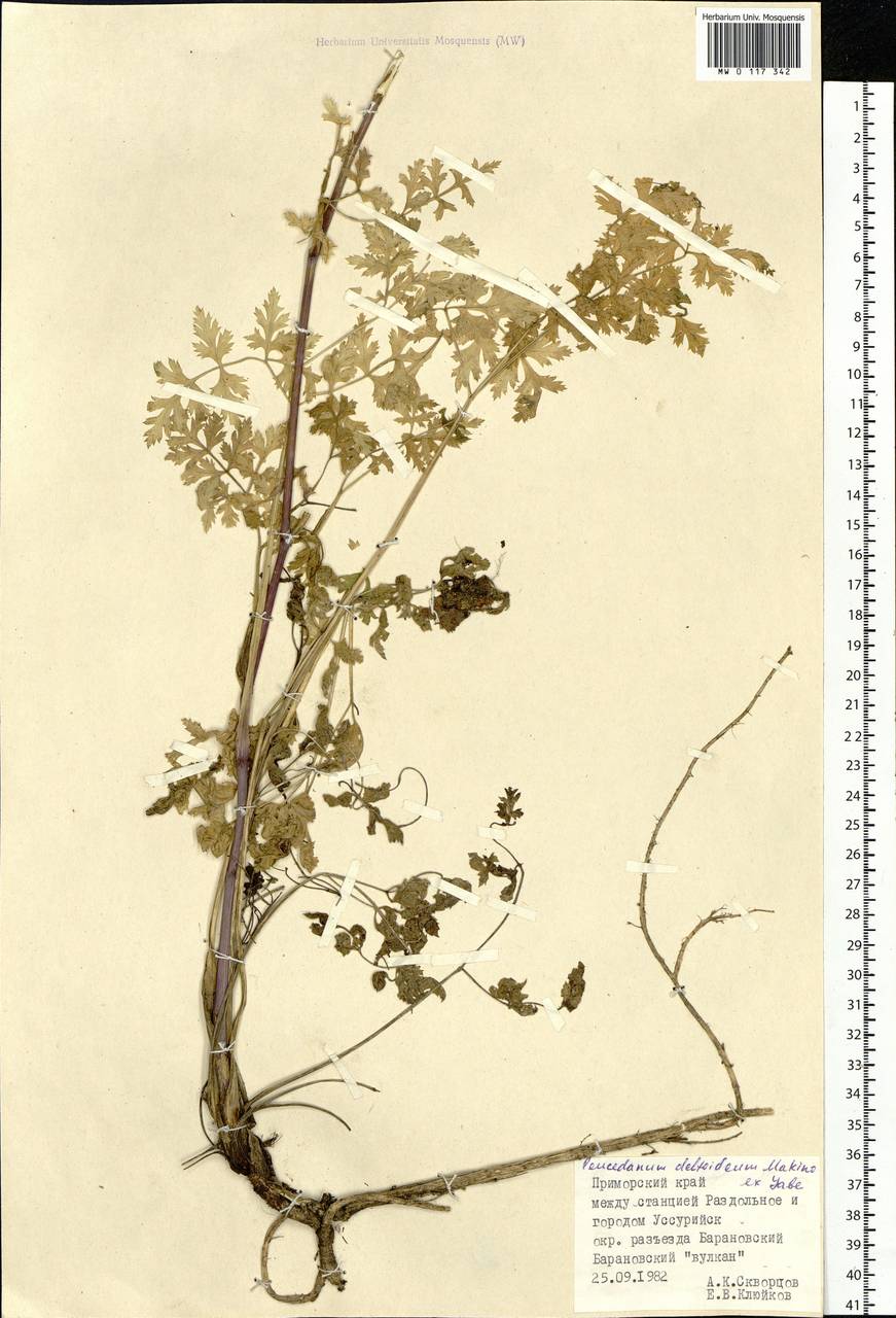 Kitagawia terebinthacea (Fisch. ex Spreng.) Pimenov, Siberia, Russian Far East (S6) (Russia)