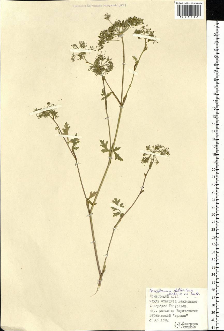 Kitagawia terebinthacea (Fisch. ex Spreng.) Pimenov, Siberia, Russian Far East (S6) (Russia)