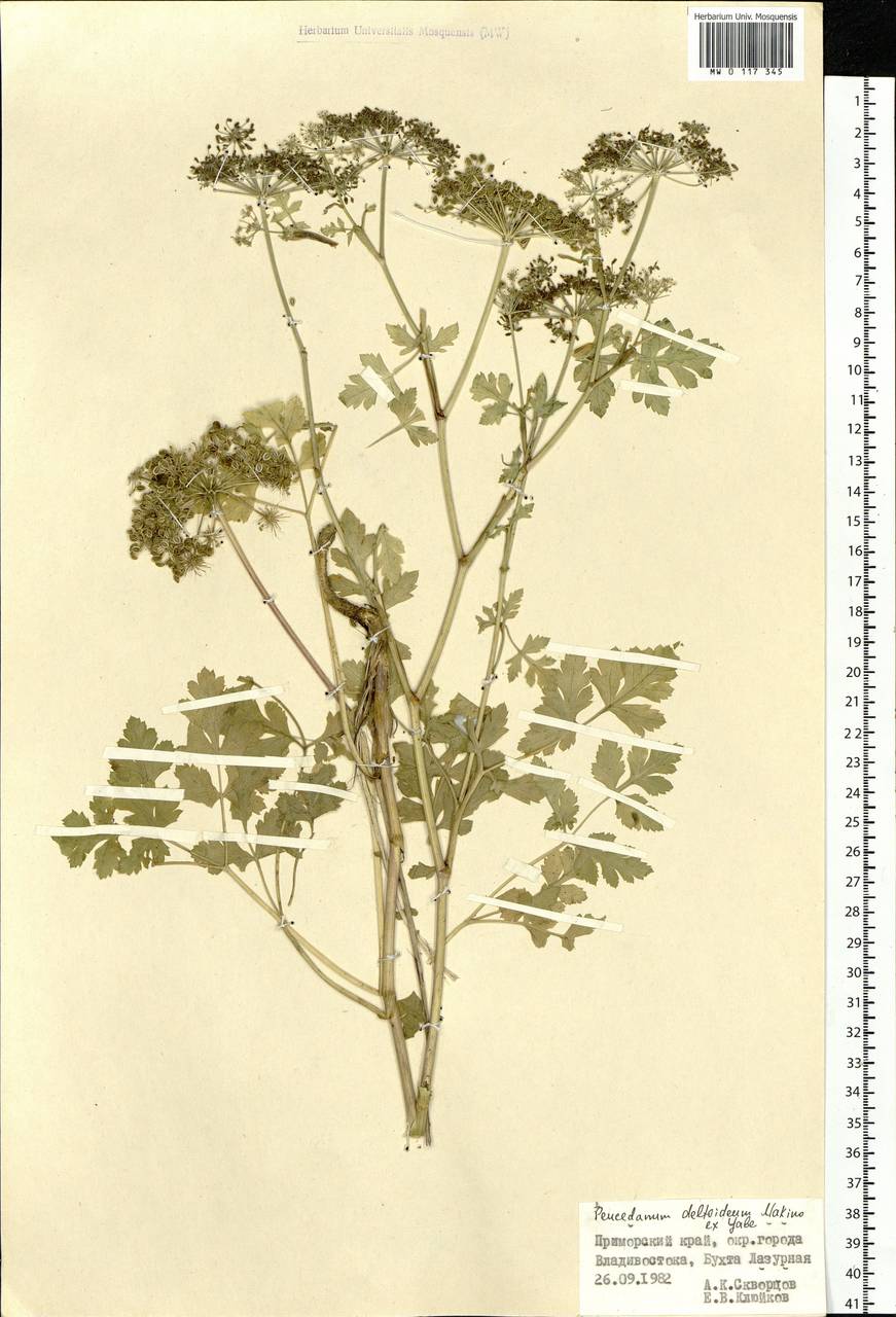 Kitagawia terebinthacea (Fisch. ex Spreng.) Pimenov, Siberia, Russian Far East (S6) (Russia)