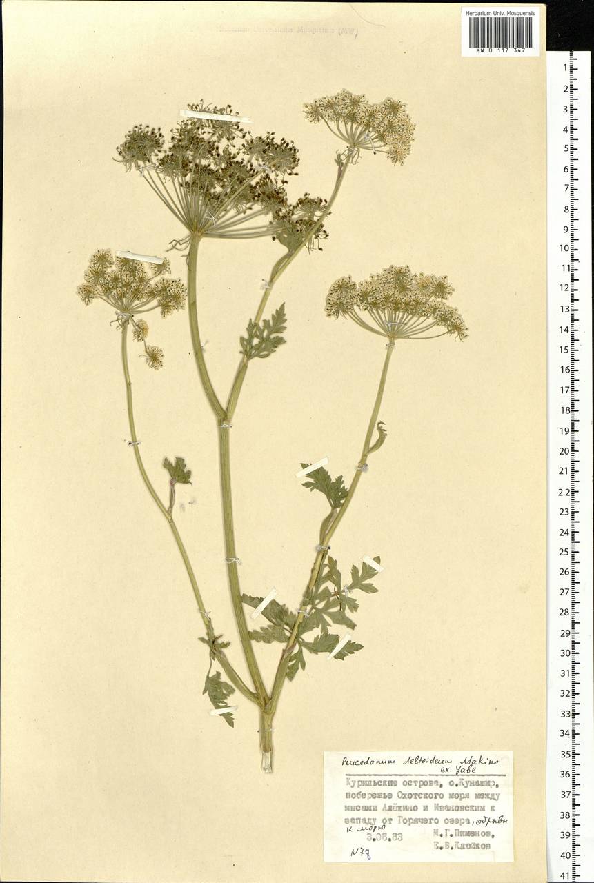 Kitagawia terebinthacea (Fisch. ex Spreng.) Pimenov, Siberia, Russian Far East (S6) (Russia)