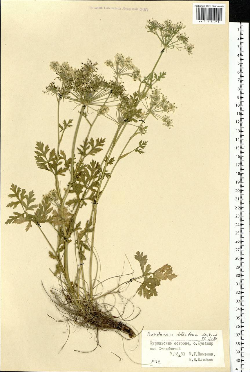 Kitagawia terebinthacea (Fisch. ex Spreng.) Pimenov, Siberia, Russian Far East (S6) (Russia)