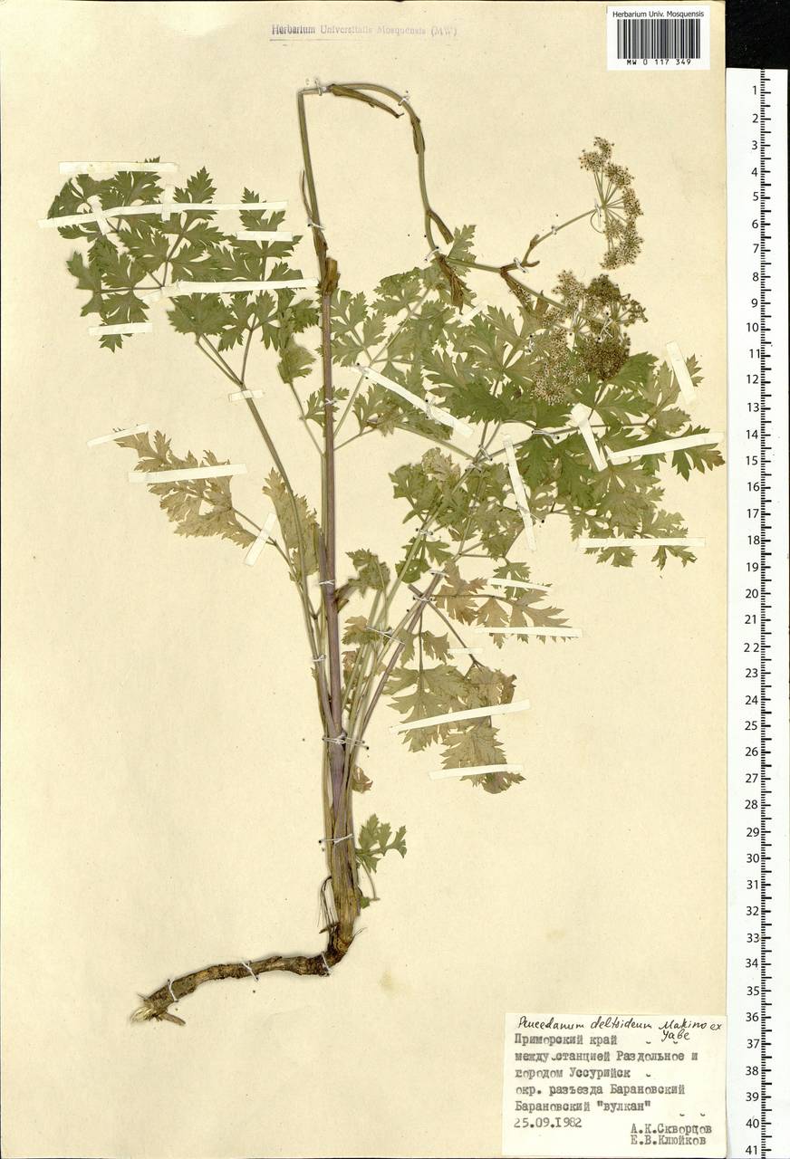 Kitagawia terebinthacea (Fisch. ex Spreng.) Pimenov, Siberia, Russian Far East (S6) (Russia)