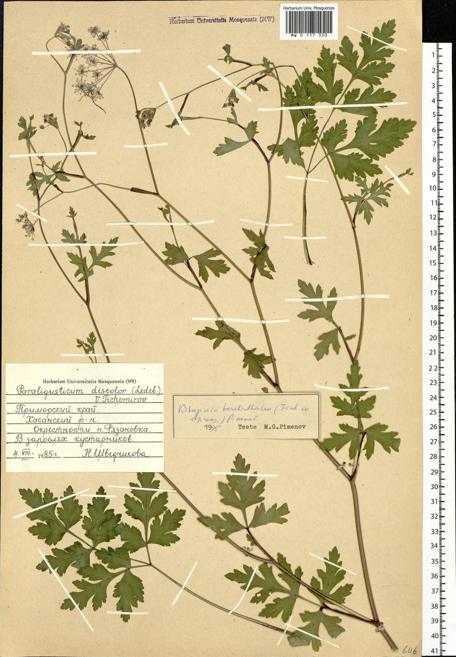 Kitagawia terebinthacea (Fisch. ex Spreng.) Pimenov, Siberia, Russian Far East (S6) (Russia)