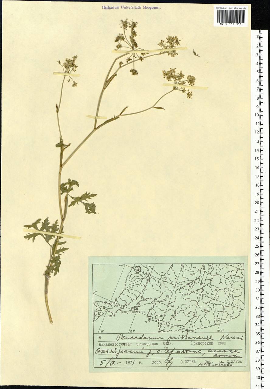 Kitagawia terebinthacea (Fisch. ex Spreng.) Pimenov, Siberia, Russian Far East (S6) (Russia)