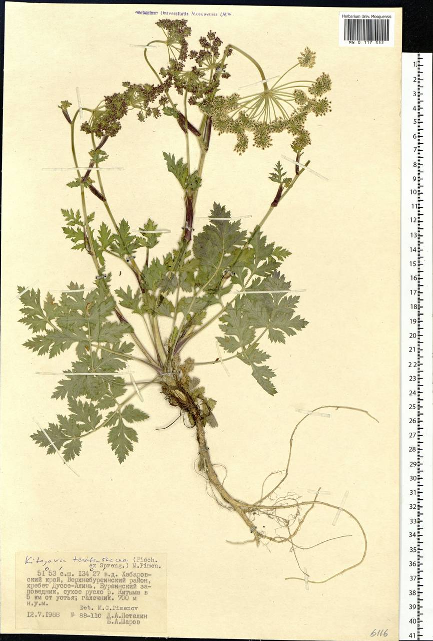 Kitagawia terebinthacea (Fisch. ex Spreng.) Pimenov, Siberia, Russian Far East (S6) (Russia)