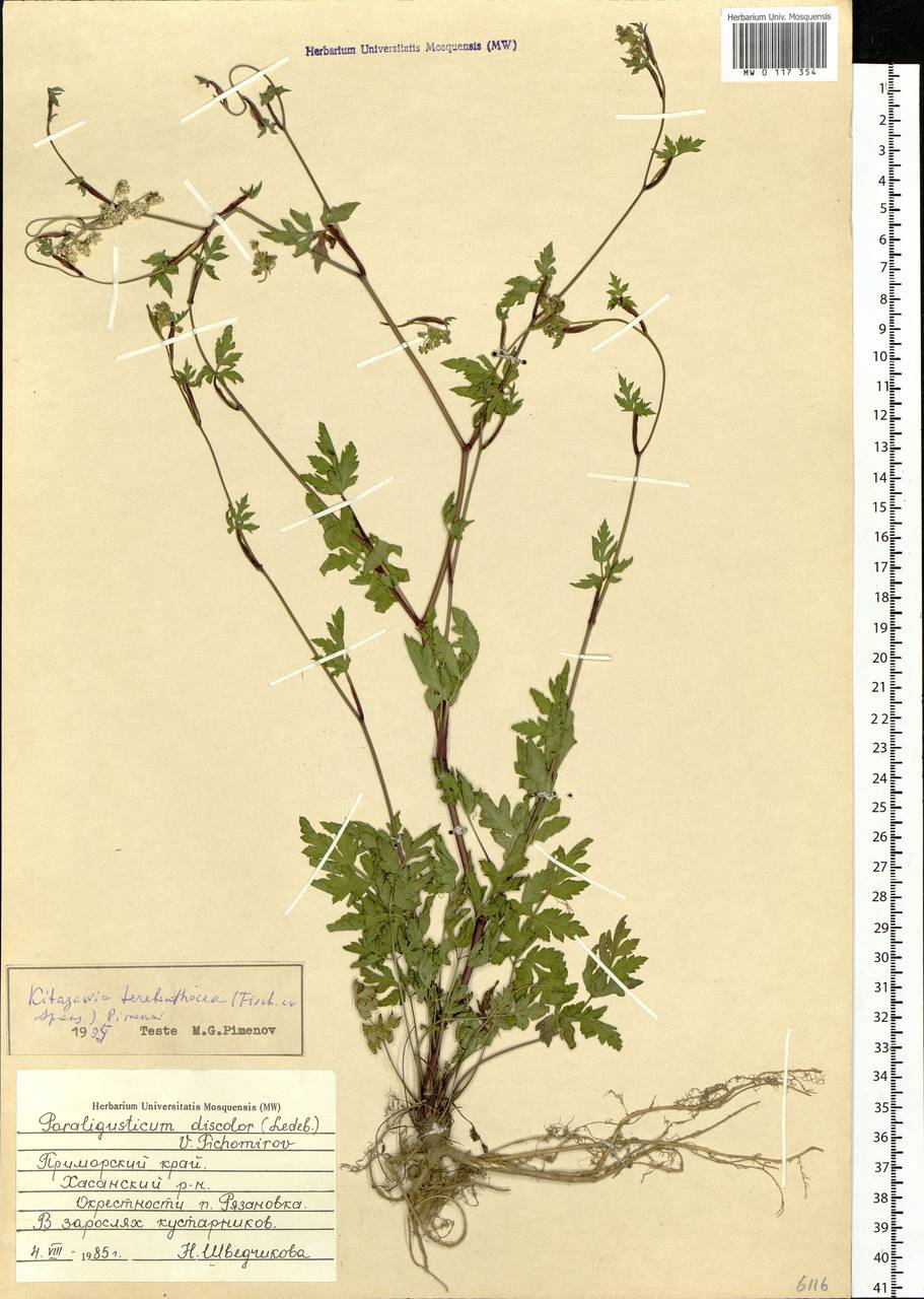 Kitagawia terebinthacea (Fisch. ex Spreng.) Pimenov, Siberia, Russian Far East (S6) (Russia)