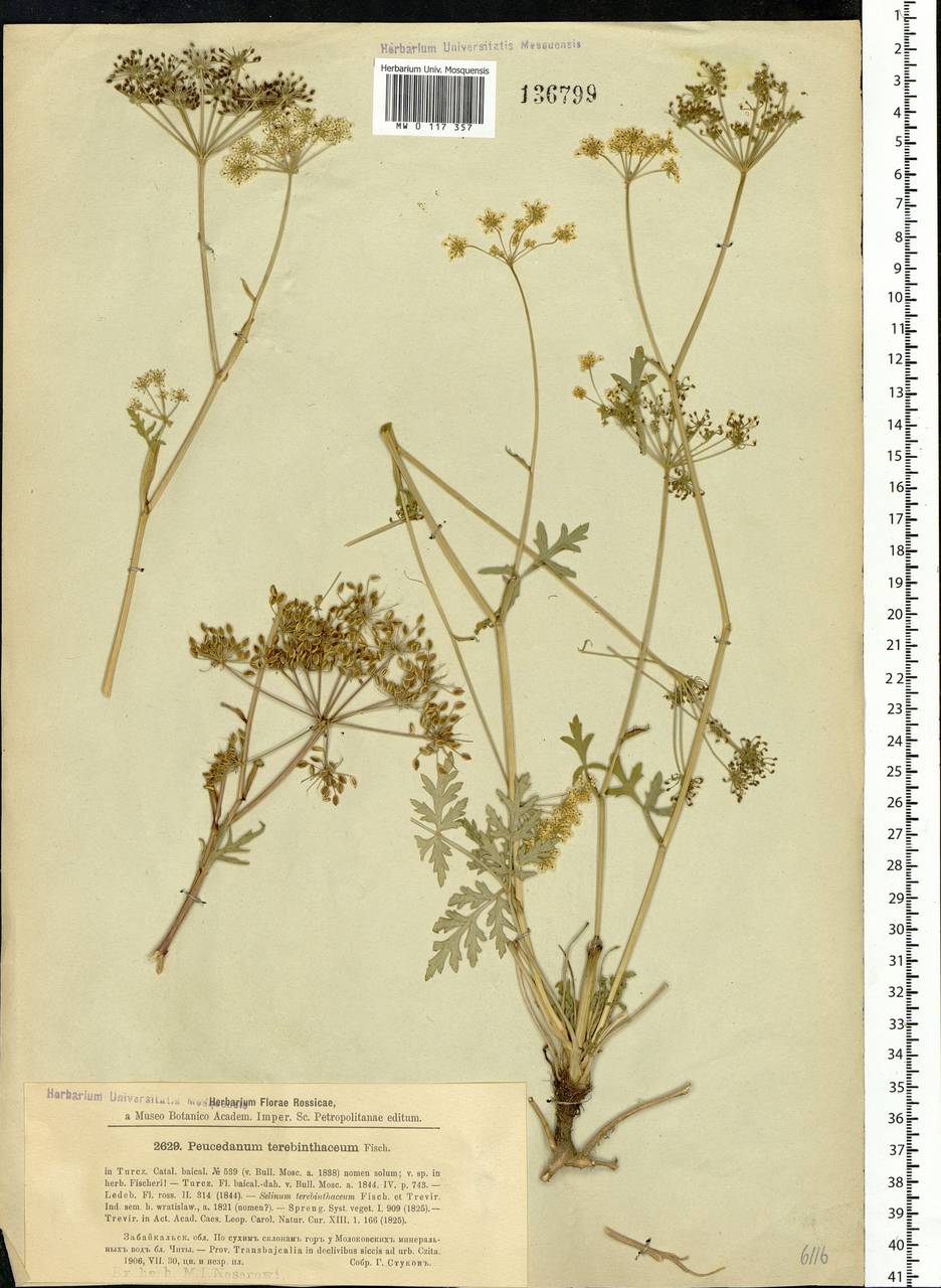 Kitagawia terebinthacea (Fisch. ex Spreng.) Pimenov, Siberia, Baikal & Transbaikal region (S4) (Russia)