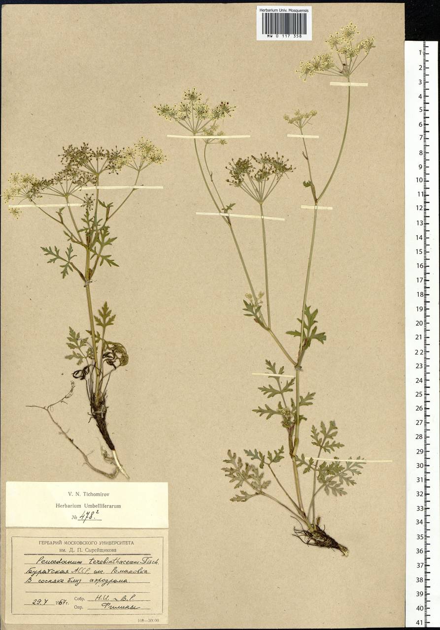 Kitagawia terebinthacea (Fisch. ex Spreng.) Pimenov, Siberia, Baikal & Transbaikal region (S4) (Russia)