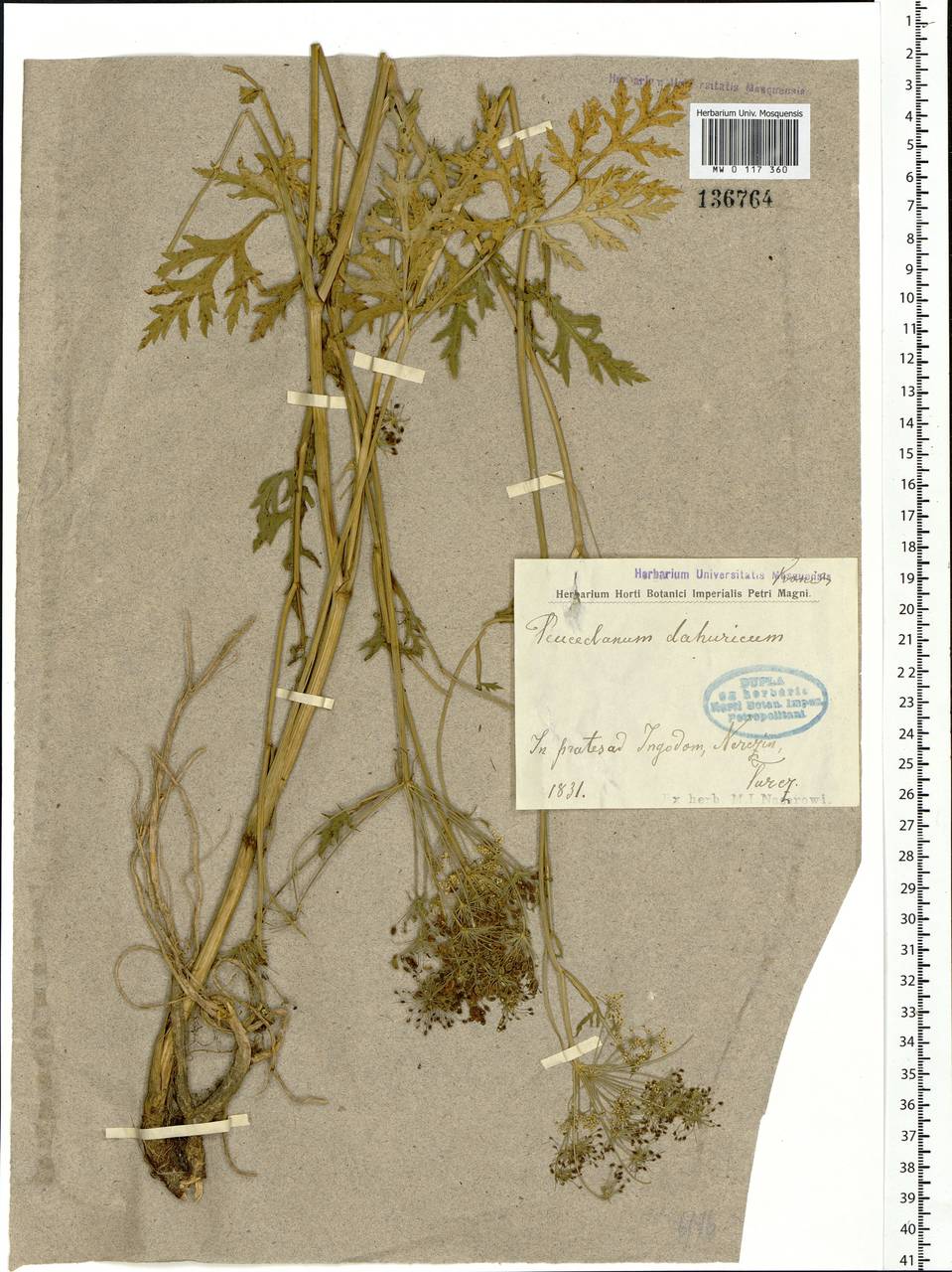 Kitagawia terebinthacea (Fisch. ex Spreng.) Pimenov, Siberia, Baikal & Transbaikal region (S4) (Russia)