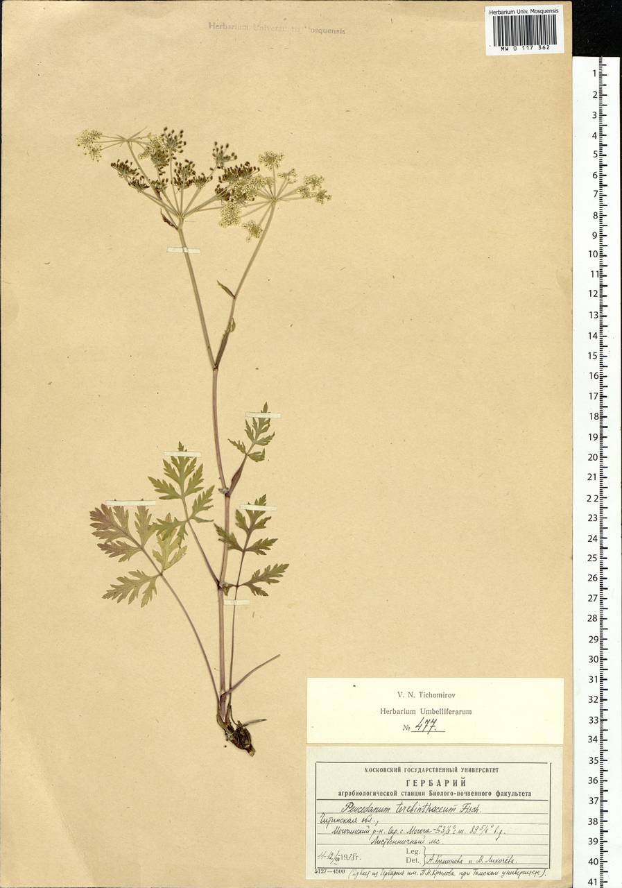Kitagawia terebinthacea (Fisch. ex Spreng.) Pimenov, Siberia, Baikal & Transbaikal region (S4) (Russia)
