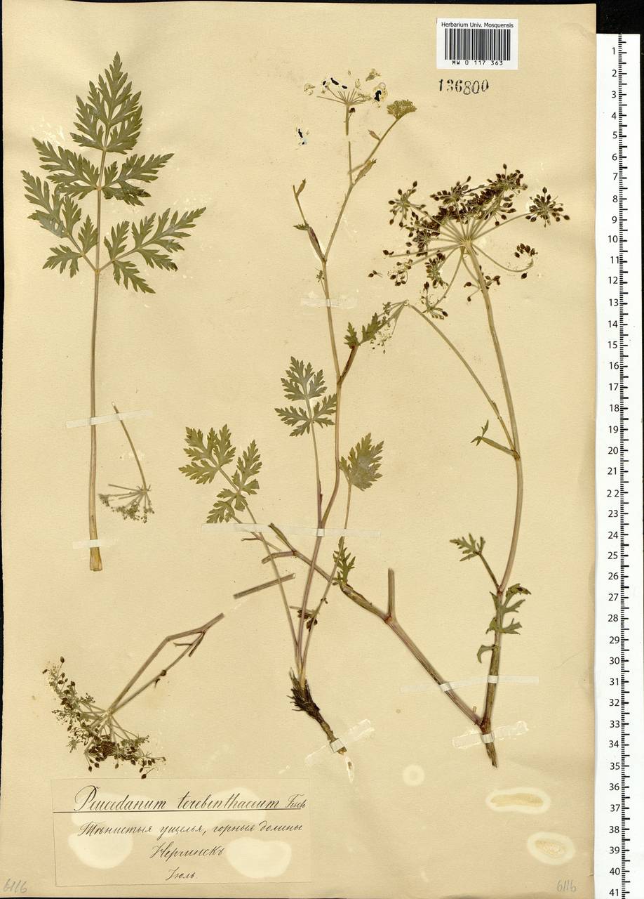 Kitagawia terebinthacea (Fisch. ex Spreng.) Pimenov, Siberia, Baikal & Transbaikal region (S4) (Russia)