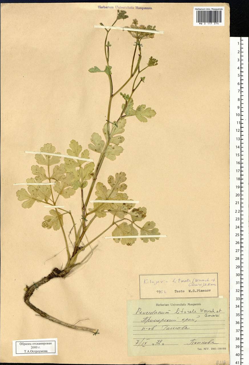 Kitagawia litoralis (Vorosch. & Gorovoj) Pimenov, Siberia, Russian Far East (S6) (Russia)