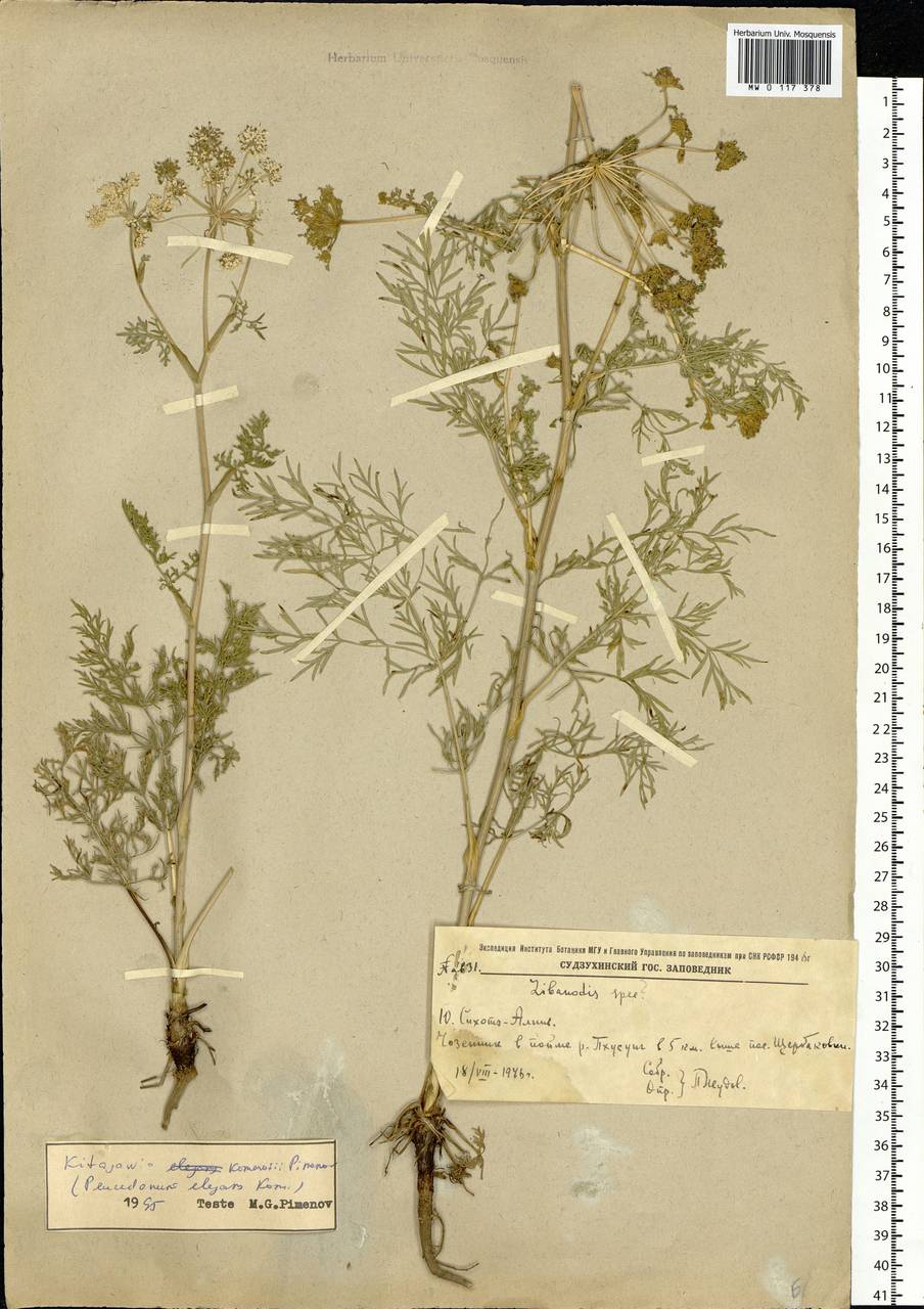 Kitagawia komarovii Pimenov, Siberia, Russian Far East (S6) (Russia)