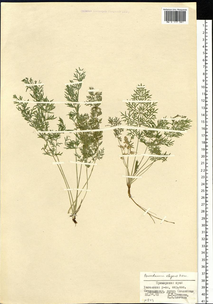 Kitagawia komarovii Pimenov, Siberia, Russian Far East (S6) (Russia)