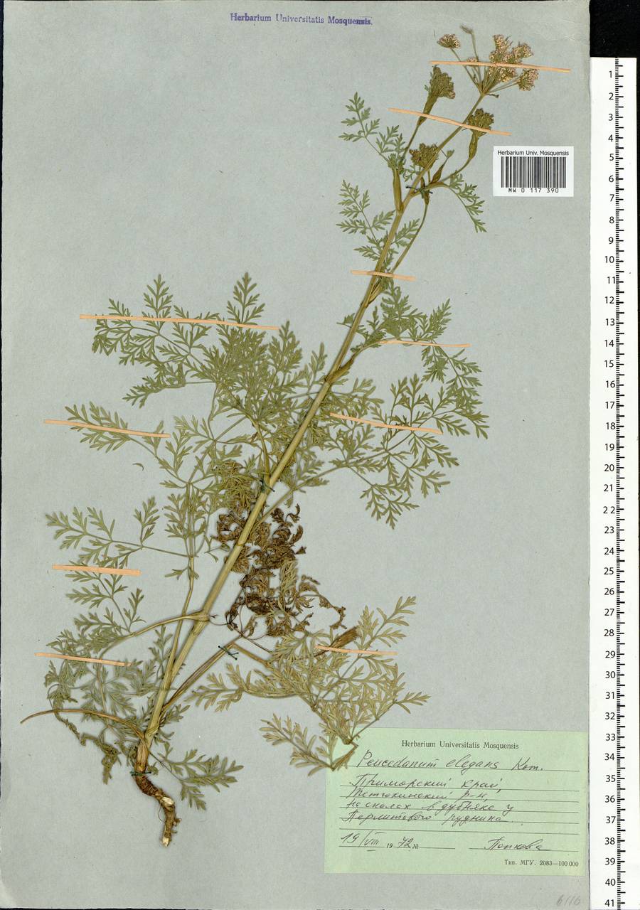 Kitagawia komarovii Pimenov, Siberia, Russian Far East (S6) (Russia)