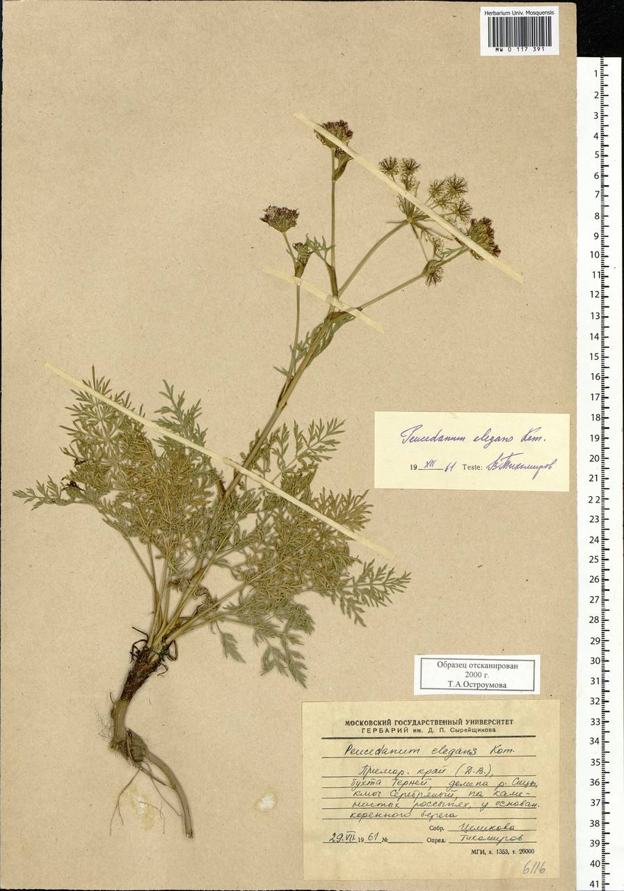 Kitagawia komarovii Pimenov, Siberia, Russian Far East (S6) (Russia)