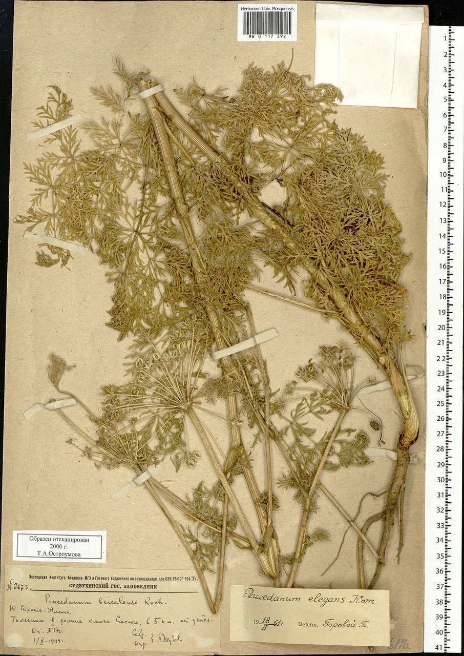 Kitagawia komarovii Pimenov, Siberia, Russian Far East (S6) (Russia)